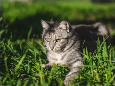 Quel est le cri du chat ?