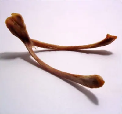 Quels animaux possèdent un os appelé "fourchette" ?