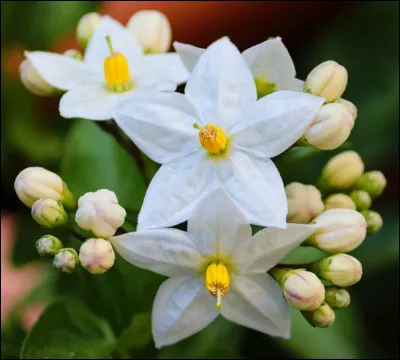 Si tu trouves mon nom, tu trouveras mon personnage :