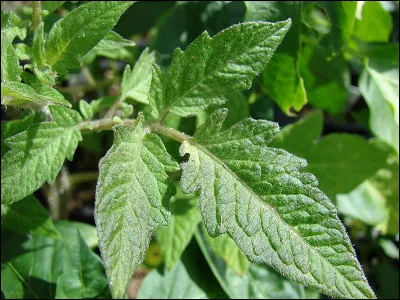 Projection pour un piètre spectacle, c'est la...