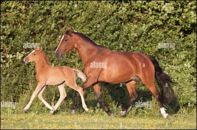 Il a une long&eacute;vit&eacute;�