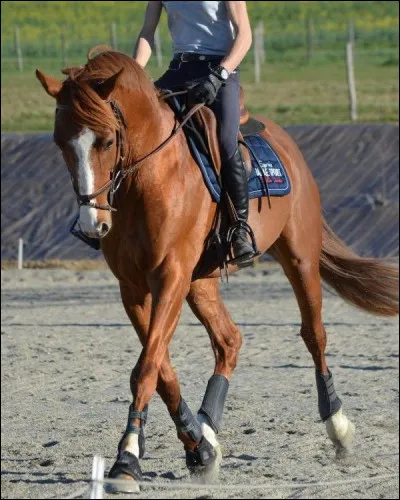 Son poids moyen est de…