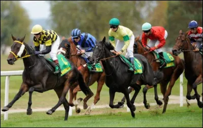 Combien existe-t-il de types d’anglo-arabes ?