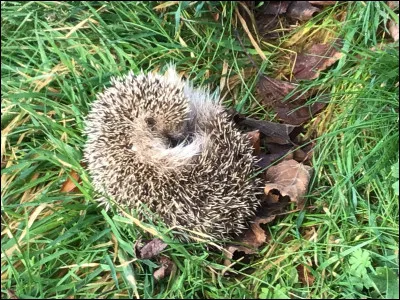 Cette image montre un hérisson : vrai ou faux ?