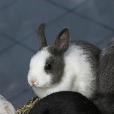 Cette image représente un :