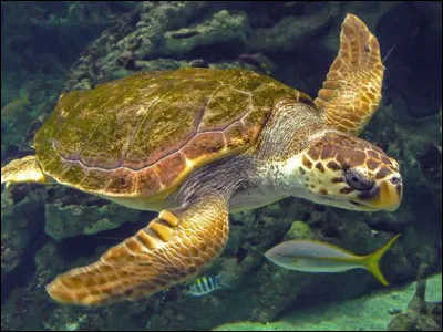 Entre le chien et la tortue, quel animal peut nager ?