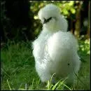 Quel nom porte cette poule ?