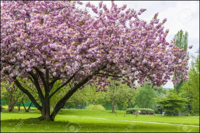 Comment s'appelle cet arbre ?