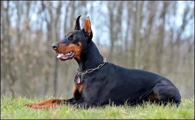 Quelle est la race de ce chien ?
