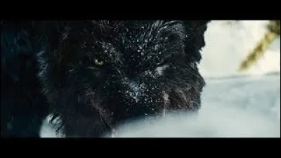 Qui joue dans "Le Territoire des loups" ?