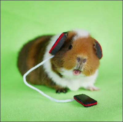 Quelle est ta couleur préférée ?