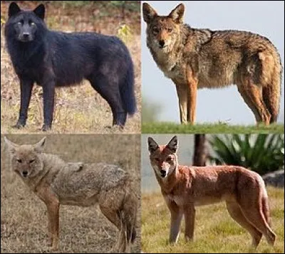 Quel animal ne fait pas partie des canidés ?