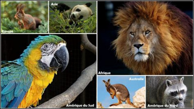 Quel est ton animal préféré ?