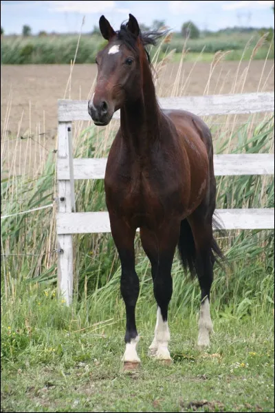 En France, en 2013 on dénombre … chevaux sur le territoire français.