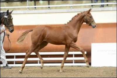 Il a participé à créer une nouvelle race c’est le…