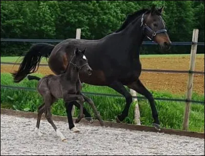Il a une espérance de vie denviron