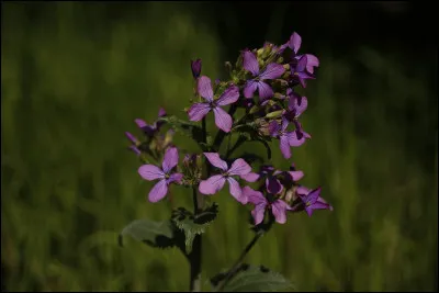 Qu'est-ce qu'un ruspone ?