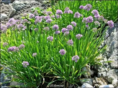La falanque est l'autre nom d'un animal . Lequel ?