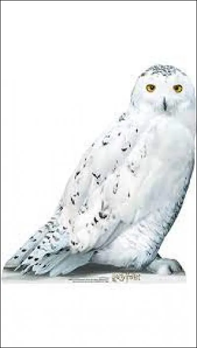 Pour vous, quel serait le couple le plus bizarre ?