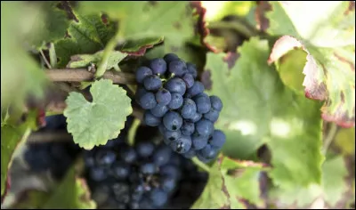 Le merlot est le cépage rouge le plus cultivé dans le monde.