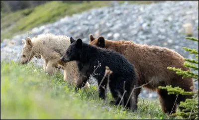 Quel chanteur, truculent et poète, est l'auteur de cette citation : ''Les ours se suivent et ne se ressemblent pas.'' ?