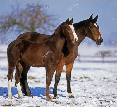 Et enfin cest un cheval