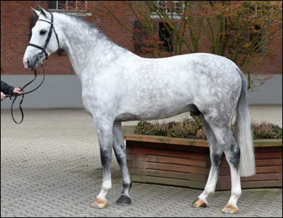 La race holsteiner est apparue au