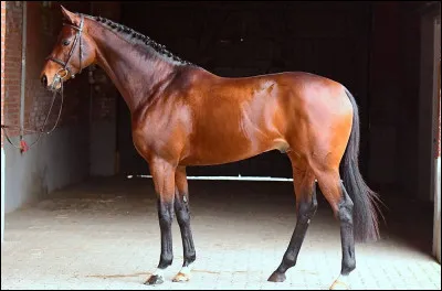 Parmi ces chevaux trouve le holsteiner célèbre.