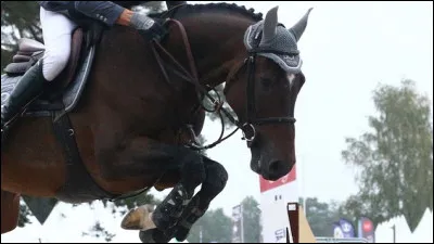 Sa taille moyenne au garrot est