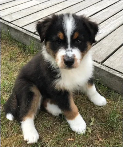 Quelle est la robe de ce chien ?