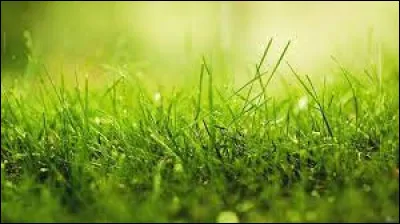 Comment est l'herbe pour Serge Gainsbourg et Michel Simon ?