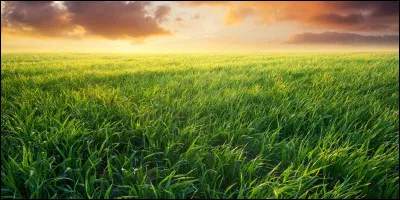 Dans quel conte de Perrault peut-on lire "Je ne vois rien que le Soleil qui poudroie et l'herbe qui verdoie" ?