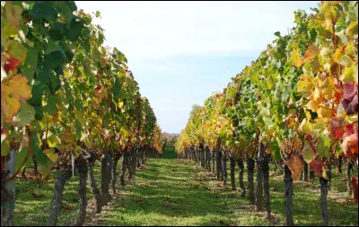 En viticulture, comment appelle-t-on l'opération consistant à couvrir d'herbe l'espace entre les rangs de vigne afin de lutter contre l'érosion des sols ?