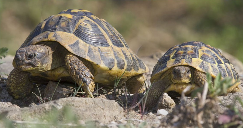 La tortue est un animal sacré au Mali, mais que représente-t-elle au Vietnam ?