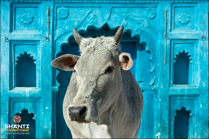 Quelle est la sanction pour celui qui tuerait une vache sacrée en Inde ?