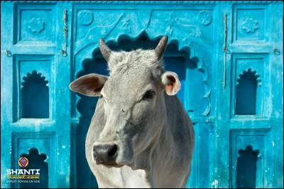 Quelle est la sanction pour celui qui tuerait une vache sacrée en Inde ?