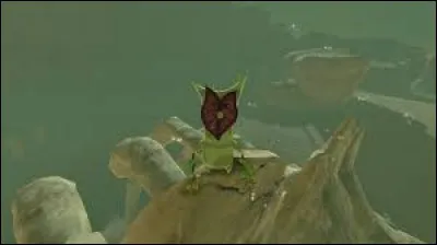 Combien y a-t-il de korogus ?