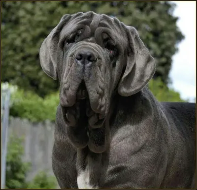 Comment s'appelle le chien de Hagrid ?