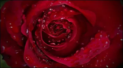 Quelle actrice est à l'affiche du film "La Rose pourpre du Caire" ?