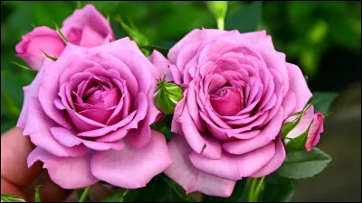 Qui est le réalisateur du film "Le Lys de Brooklin" ?