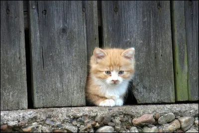 Je suis un animal de ferme et le symbole de la France. Je réveille chaque matin tout le voisinage grâce à mon merveilleux chant.