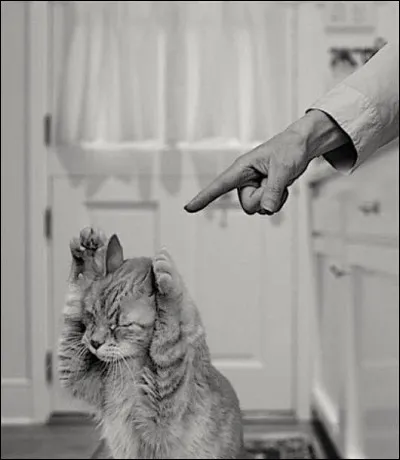 Mon nom est donné comme surnom aux cancres. Tous les mots dérivés de celui-ci sont péjoratifs, pourtant je suis une bête de ferme tendre et peu agressive. On me dit aussi têtu.