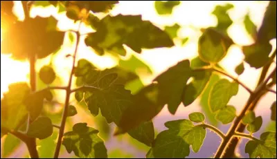 Et quels sont les végétaux de Héra ?