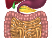 Quiz La digestion