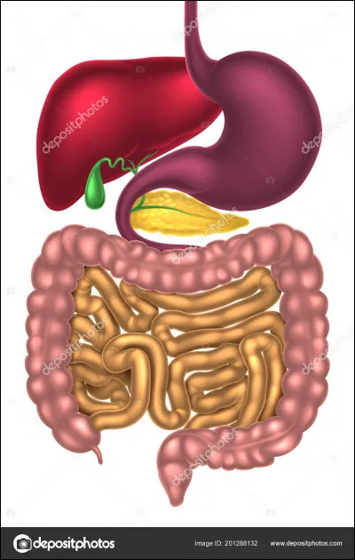 Comment s'appelle l'organe juste après le côlon ?