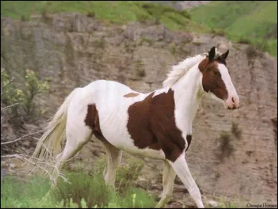 Le cheval de la photo est :