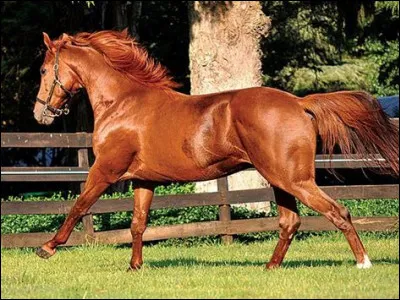 Le cheval de la photo est :