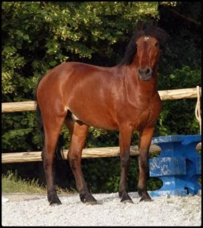 Le cheval de la photo est :