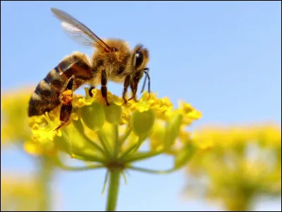 Quand on se fait piquer par une abeille qu'est-ce qui se passe ?