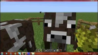 On nourrit les vaches avec...